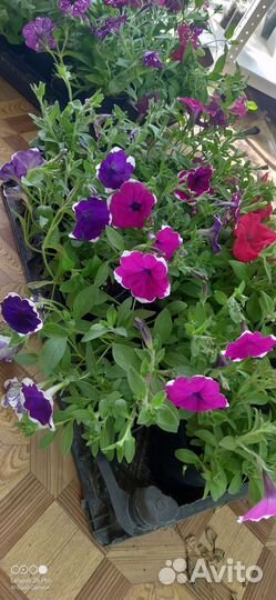 Укоренённые черенки, вербены колибрахоа