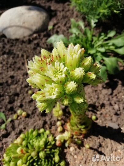 Суккулент молодило шароносное