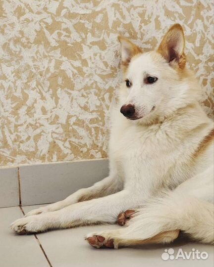 Ронна, молодая девочка подросток в дар, ищет дом