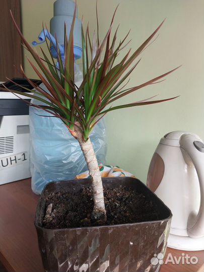 Продаю драцену