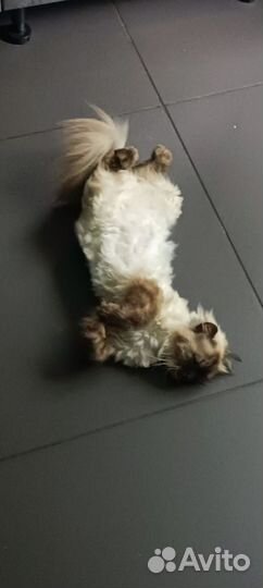 Кошка в дар бесплатно