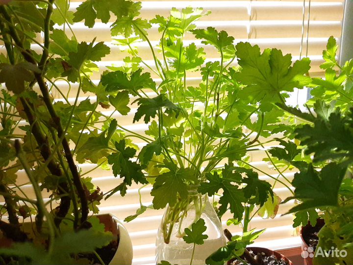 Черенки герани душистой