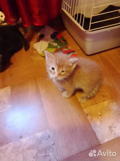 Котенок