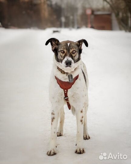 Робкой собаке нужен дом