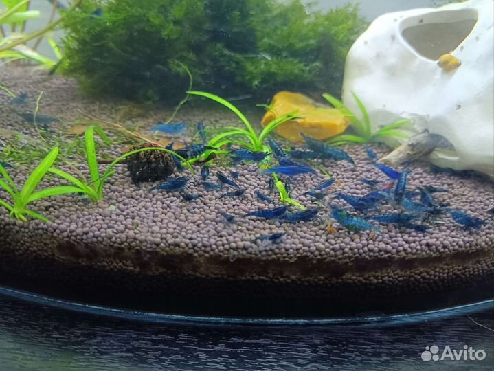 Аквариумные креветки и растения