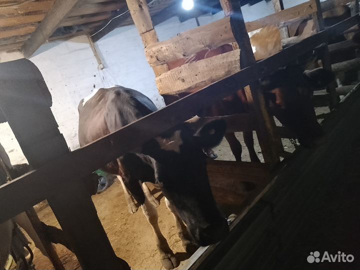 Коровы и телята