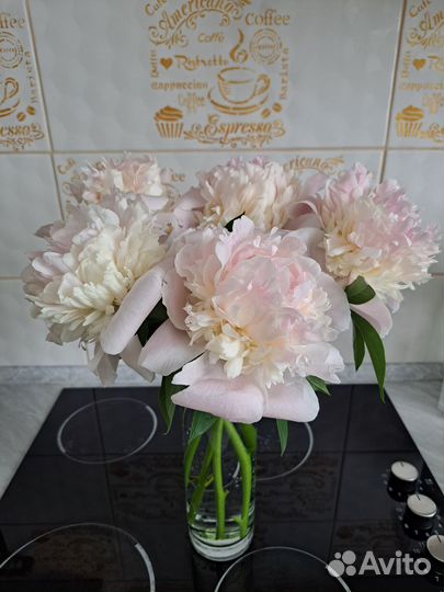 Пионы срезка цветов