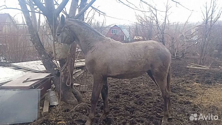 Лошадь