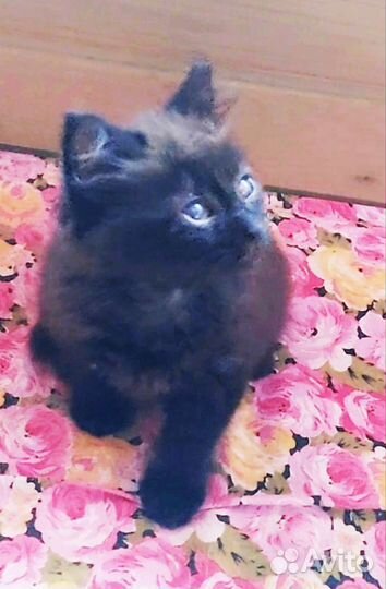 Слепой пушистый котенок