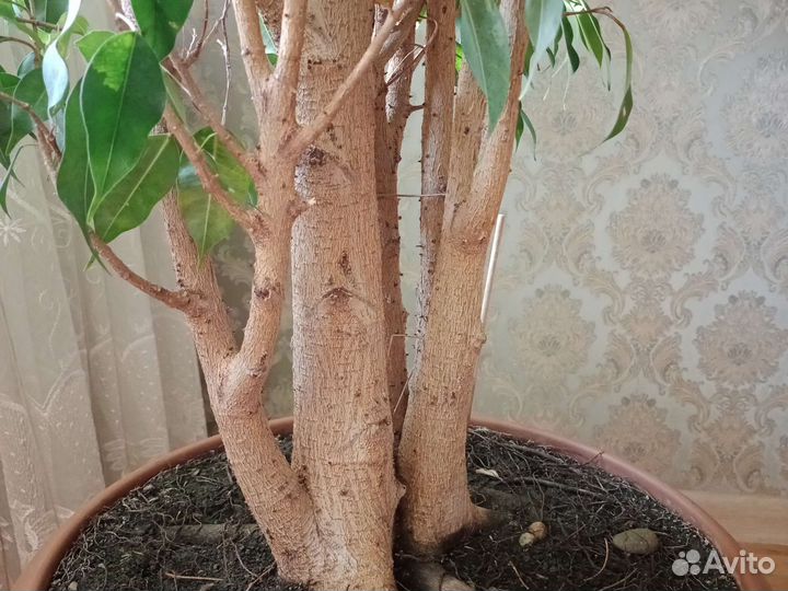 Фикус Бенджамина большой