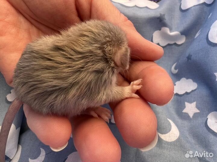 Крысята Дамбо, шерсть Лонг (лонгхэйер)