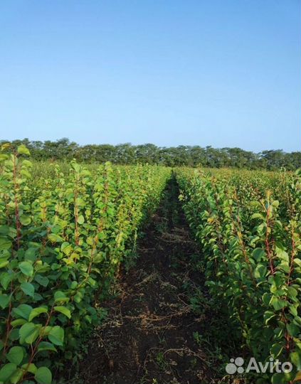 Саженцы плодовых деревьев