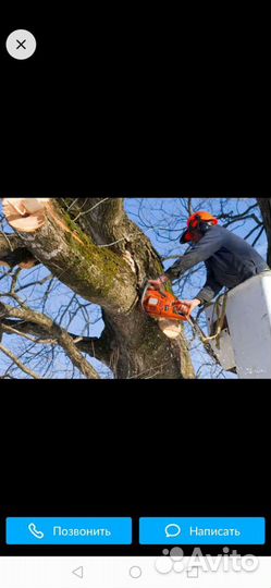 Спил деревьев