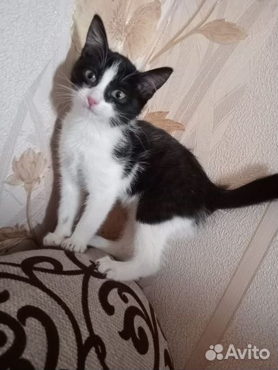 Котенок девочка