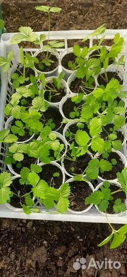 Ремонтантная земляника