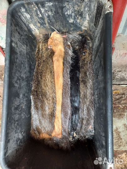 Шкуры нутрии