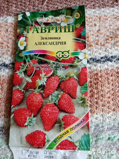 Продам 2х летние кусты земляники для размножения