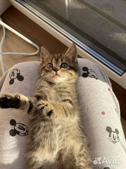 Отдам котенка