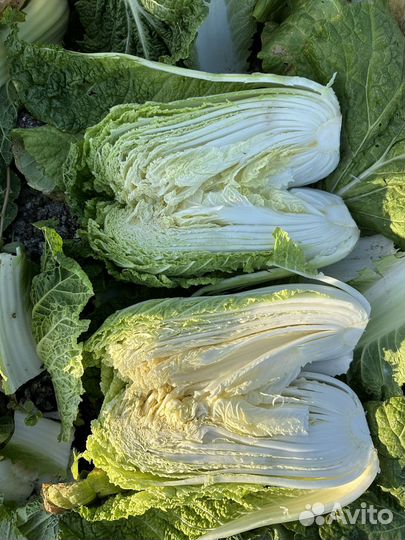 Пекинская капуста
