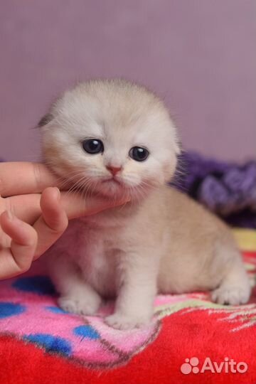 Шотландские вислоухие котята