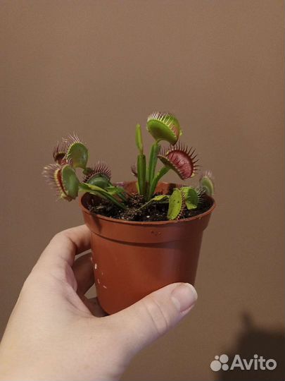 Дионея (мухоловка)