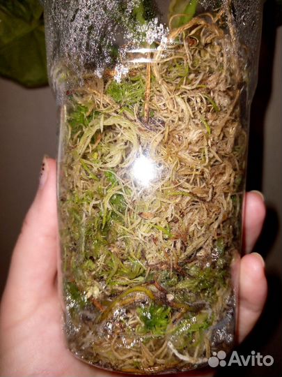 Комнатные растения цветы