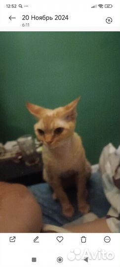 Девон рекс Кот вязка