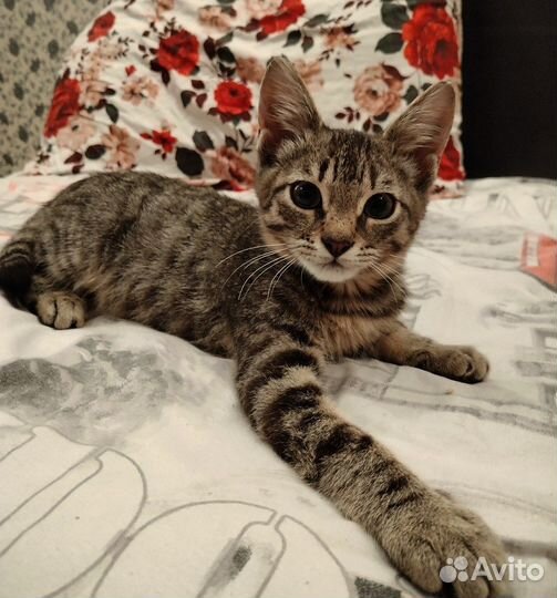 В добрые руки