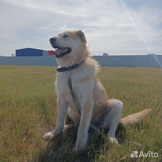 Отдам бесплатно животные