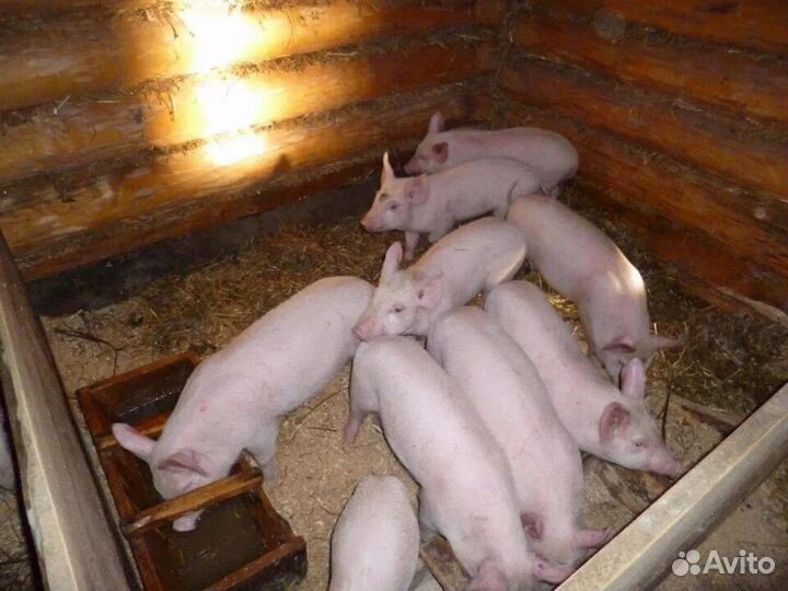 Поросета ландрас+ дюрок