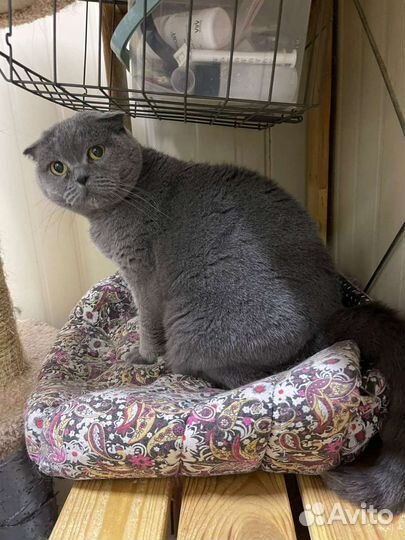 Шотландская вислоухая кошка бесплатно