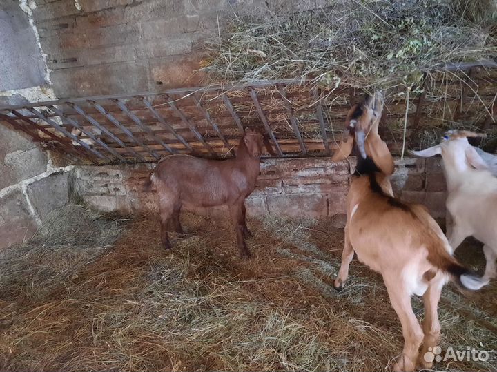 Козы нубийская