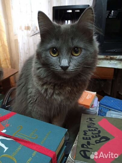 Дымчатая пушистая кошка