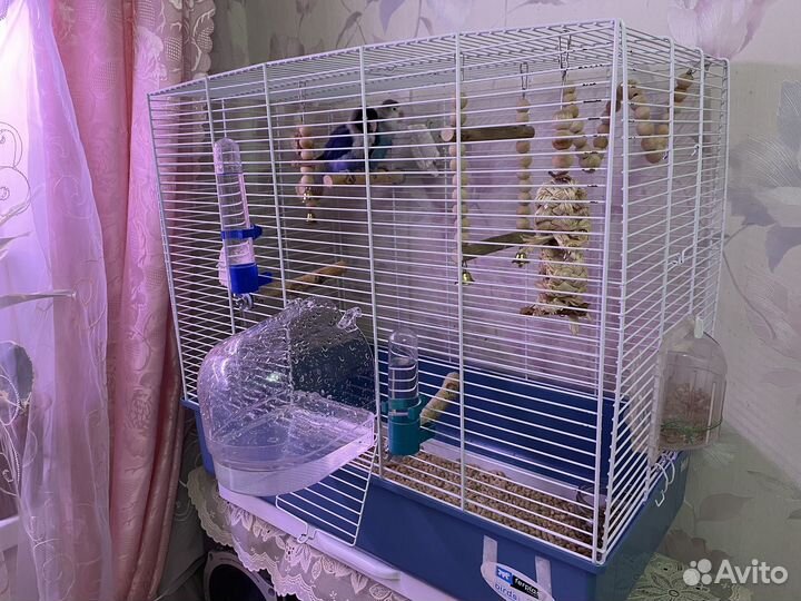 Попугаи неразлучники масковый и фишера (пара)