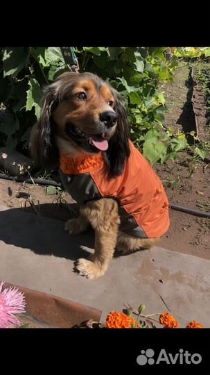 Одежда для собак