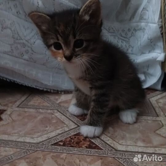 Отдаём котят