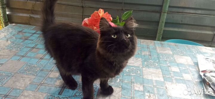 Котята мышеловы