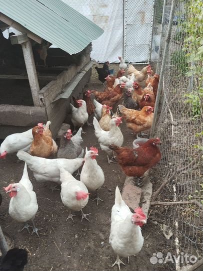 Домашние и инкубационные куриные яйца