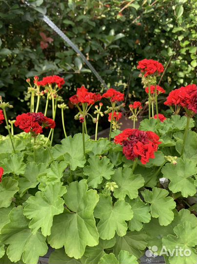 Пеларгония герань