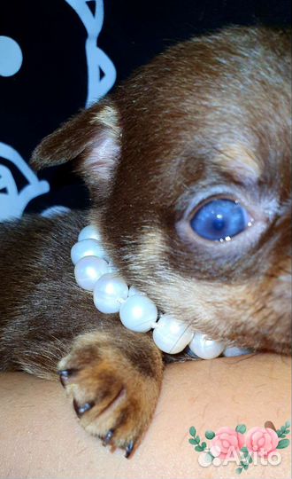 Супер минюшечки в кармашек,куколки,доставка