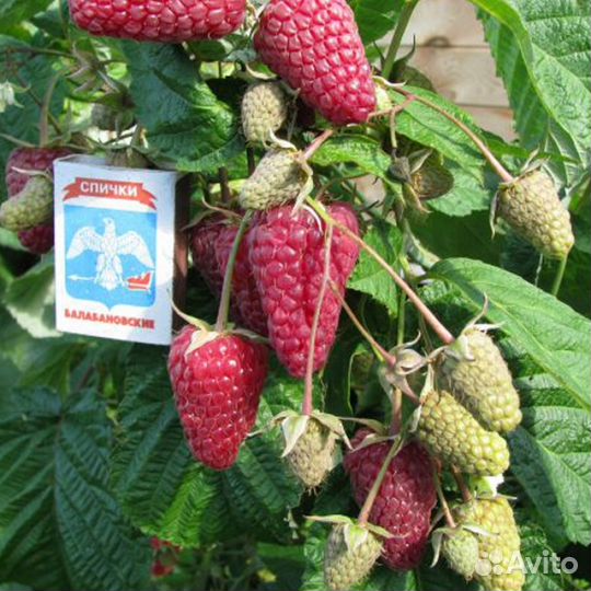 Малина (20 сортов)крупноплодная,бесшипные,ремонтан