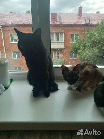 Котята бесплатно