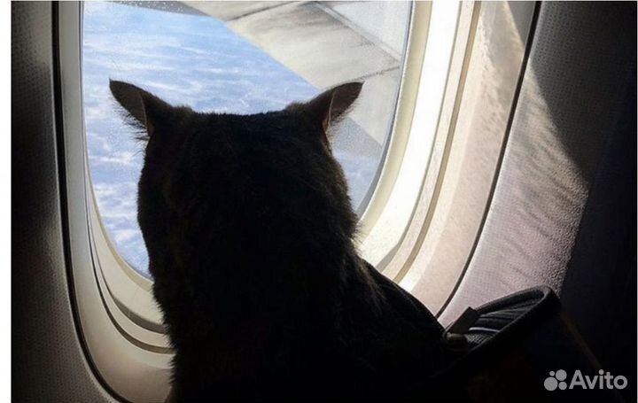 Ветврач. Перевозка животных