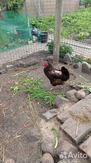 Куры несушки