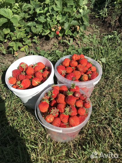 Саженцы,клубника,малина,картофель