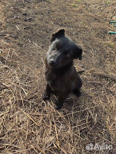 Маленькая собака девочка