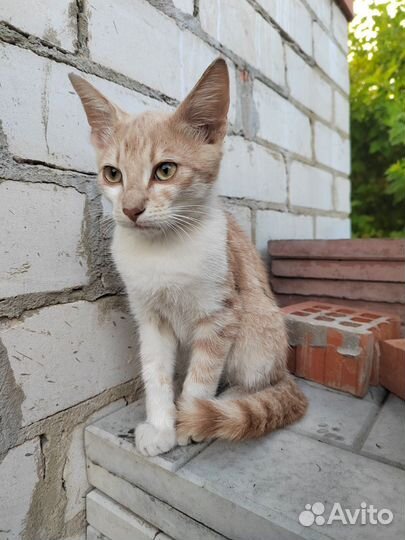 Персиковый котик в добрые руки бесплатно