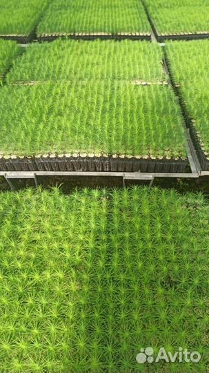 Саженцы сосны зкс