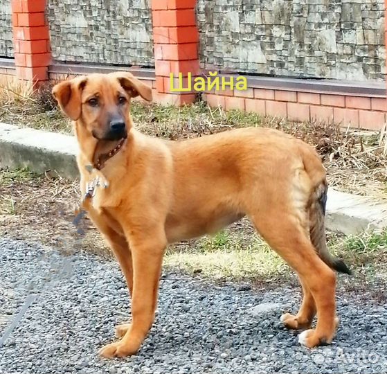 Три девочки 4 месяца