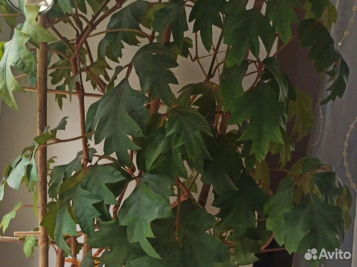 Циссус березка